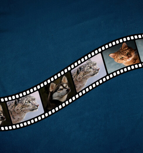 Reflective Cutting film roll mock up 2